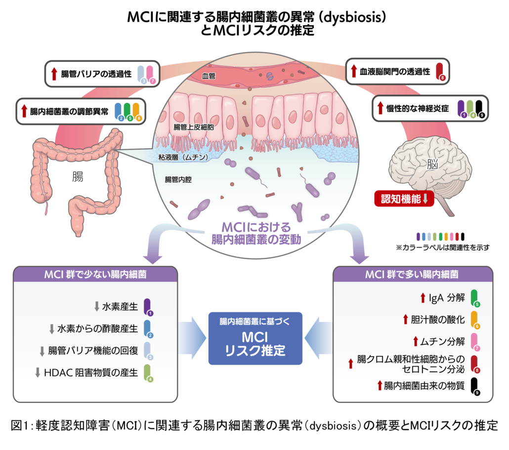 軽度認知障害（MCI）に関連する腸内細菌叢の異常（dysbiosis）の概要とMCIリスクの推定